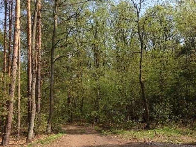 Grunt na sprzedaż w Raszyn, Mazowieckie