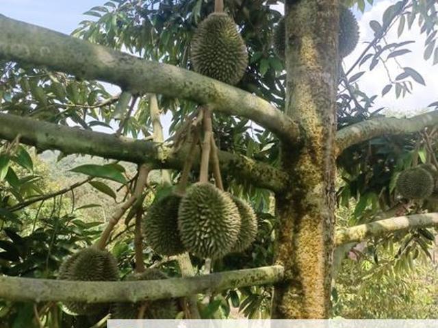Shop for sale in Raub, Pahang