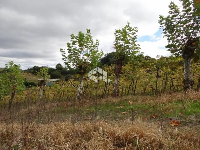 Fazenda venda em Região Geográfica Imediata de Ijuí, Ijuí