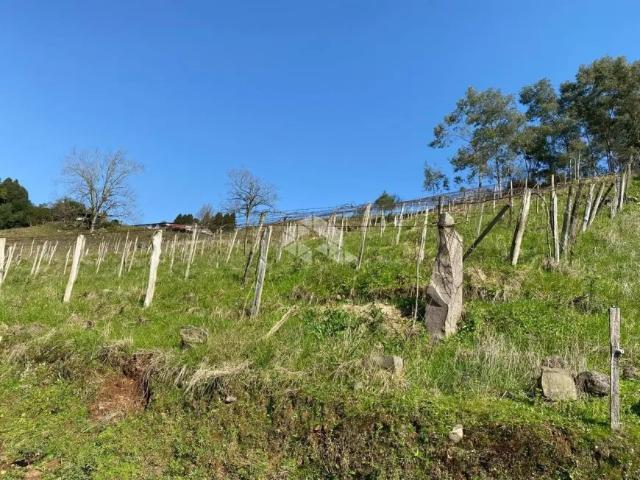 Fazenda venda em Região Geográfica Imediata de Caxias do Sul, Farroupilha