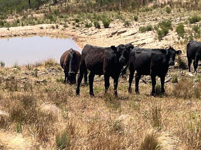 Cottage for sale in Lewis Ponds, New South Wales