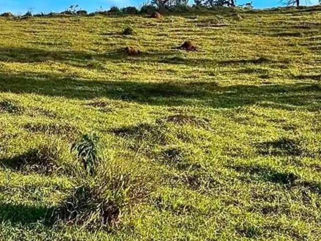 Terreno venda em Estiva