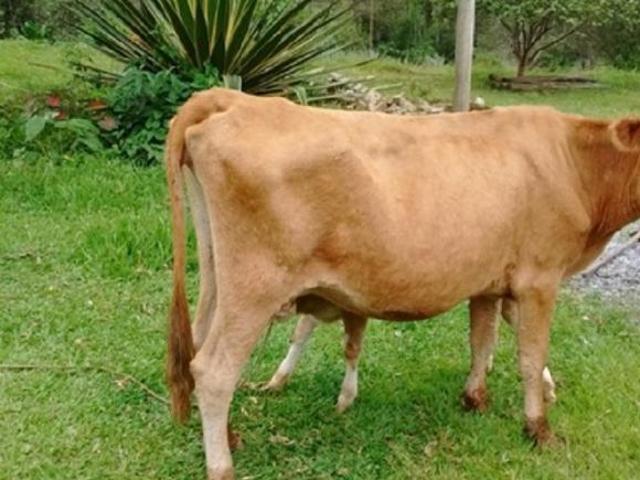 Sítio e chácara venda em Região Imediata de São Paulo, Região Metropolitana de São Paulo