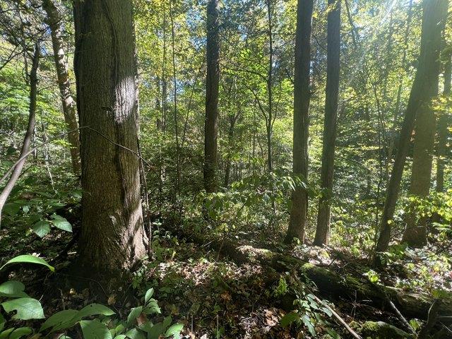 Land for sale in Powell, Kentucky