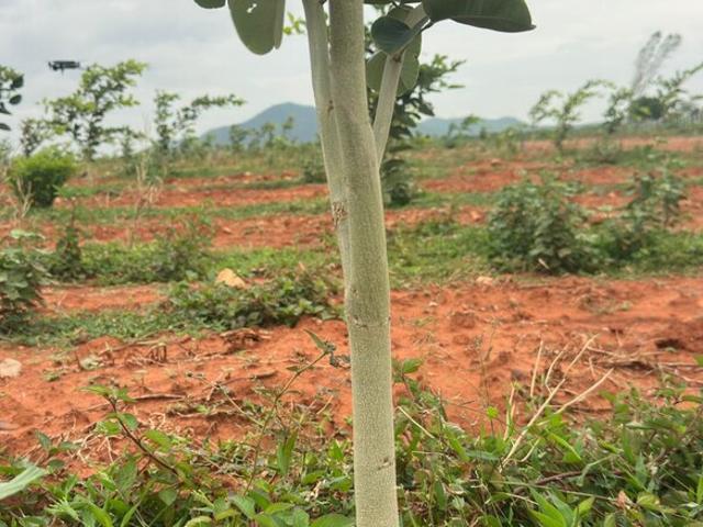 Land for sale in Prakasam, Andhra Pradesh