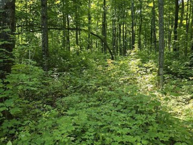 Land for sale in Houghton, Michigan