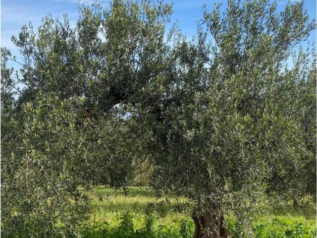 Terreno en venta en Valle del Guadalhorce, Andalucía