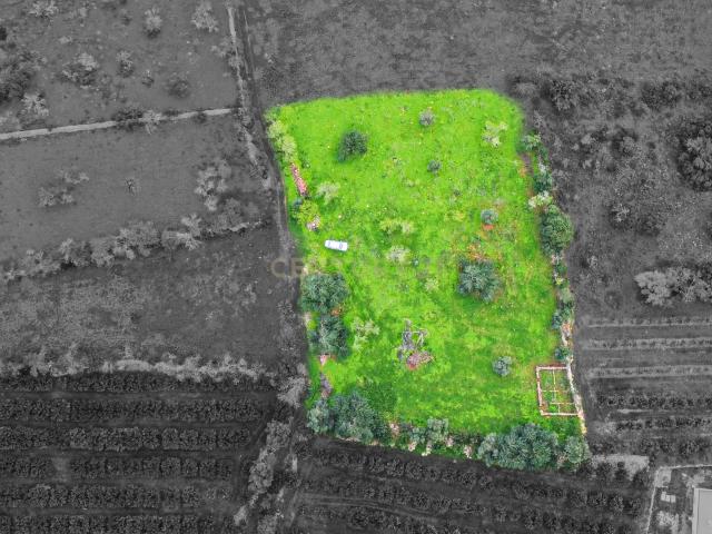 Terreno venda em São Bartolomeu De Messines, Faro