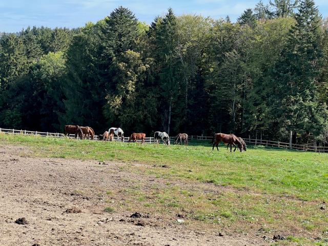 Reihenfamilienhaus kaufen in Bretigny-Morrens, Waadt