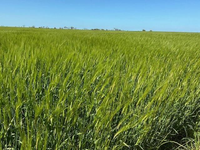 Property for sale in Willamulka, Kadina