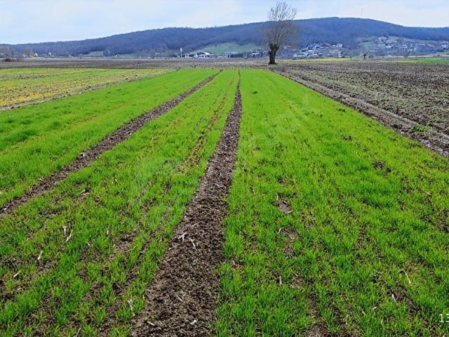 Söğütlü, Sakarya içerisinde satılık Arsa