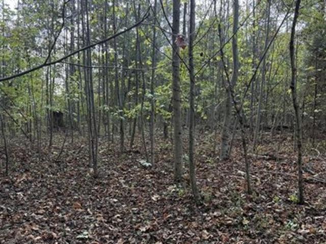 Land for sale in Dunmor, Kentucky