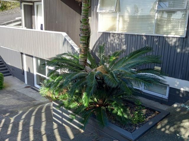 House for rent in Remuera, Ōrākei
