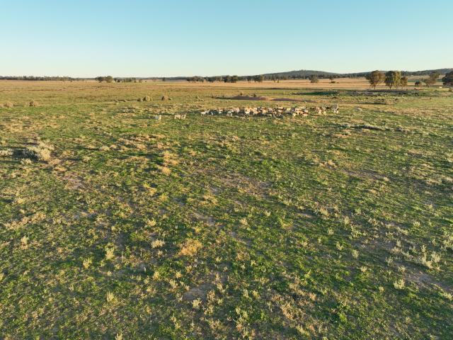 Property for sale in Dubbo, New South Wales