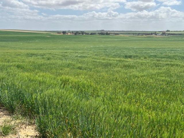 Acreage for sale in Karoonda, South Australia