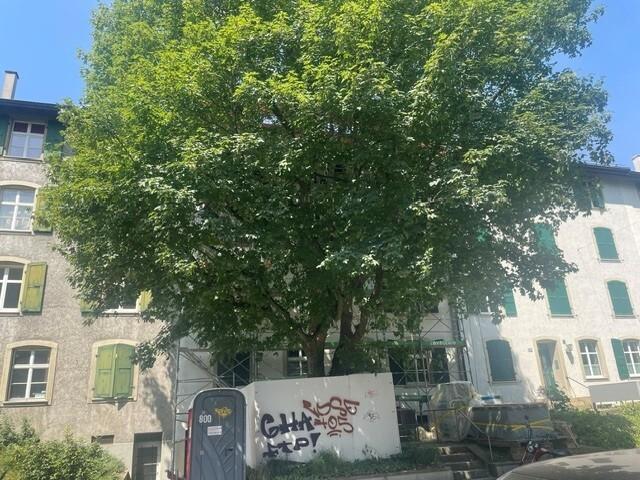 Apartment mieten in Basel, Basel-Stadt