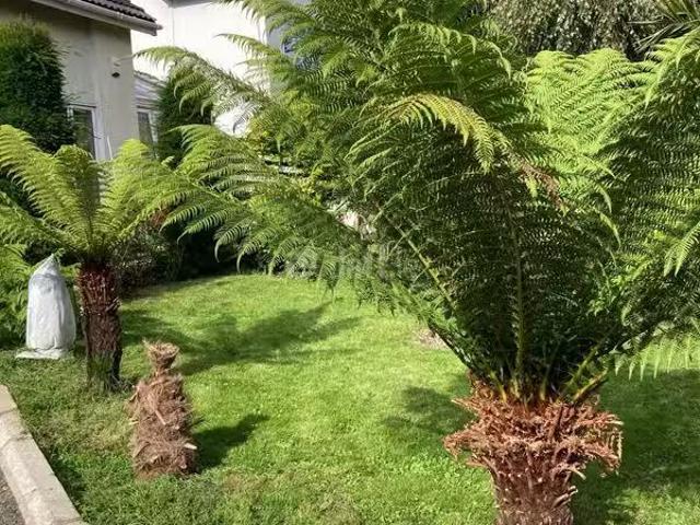 House to rent