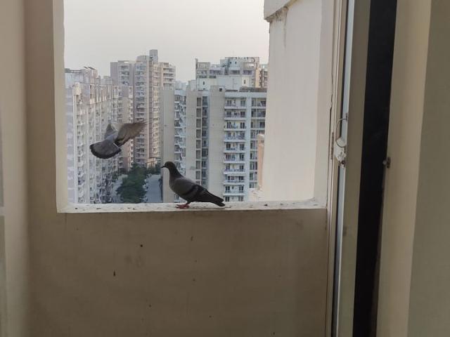 Flat for rent in Sector 137, Noida