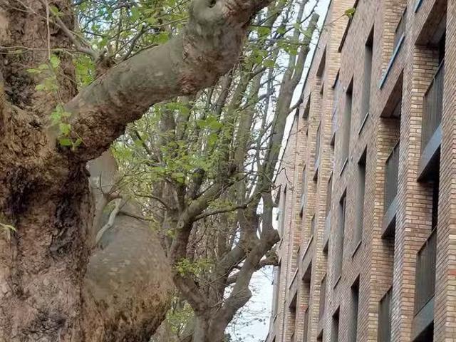 Apartment to rent