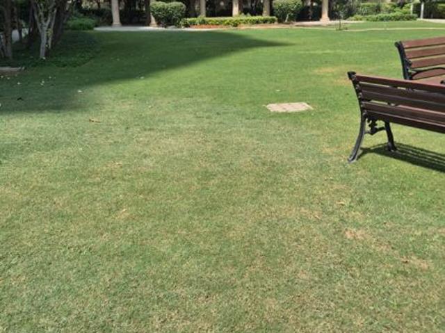 Flat for sale in New Town Heights I, Gurugram
