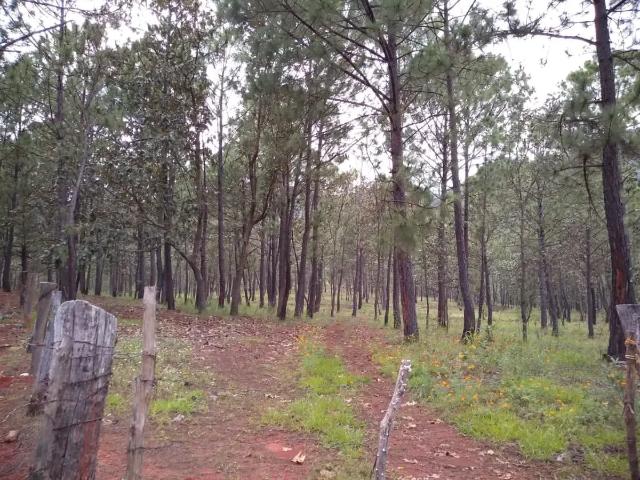 Terreno en venta en Talpa De Allende, Jalisco