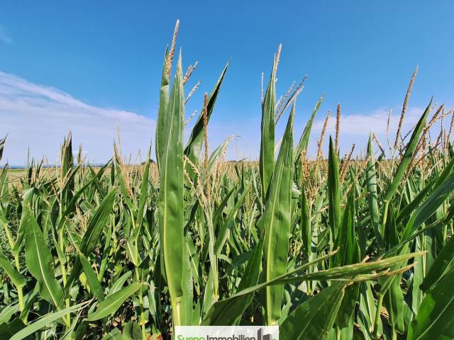 Landwirtschaft kaufen in Bad Wimsbach-Neydharting, Oberösterreich