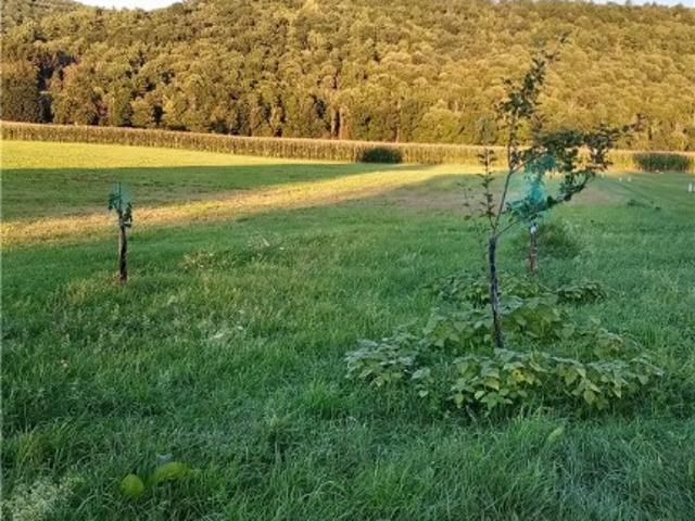 Land for sale in Town of Candor, Tioga County