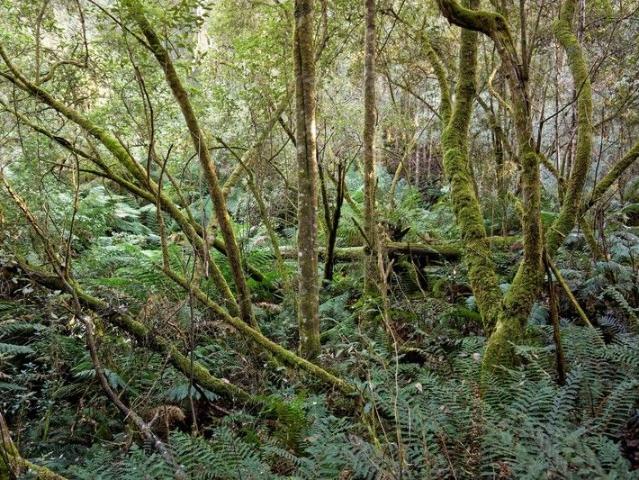 Land for sale in Reedy Marsh, Tasmania