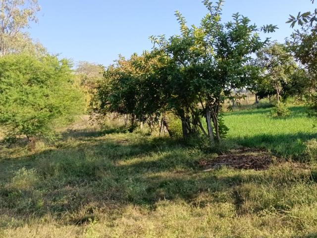 Land for sale in Madya