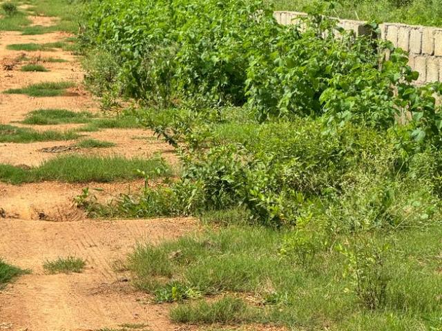 Land for sale in Narasinga Rao Peta, Kotturu