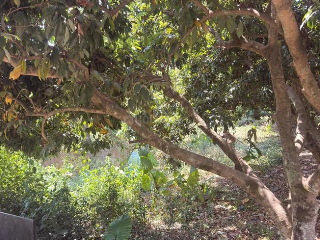 Land for sale in Kedarpur, Uttarakhand