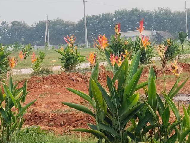 Land for sale in Achchutapuram, Anakapalli