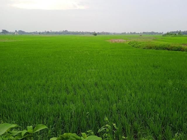 Land for sale in Hooghly, Bansberia