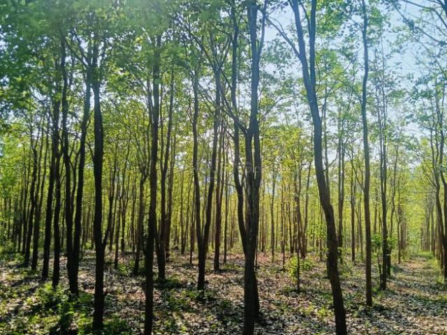Land for sale in Andhra Pradesh