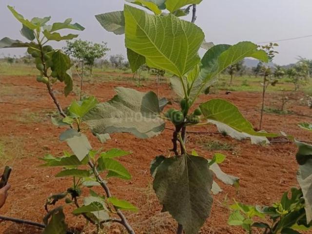 Land for sale in Telangana