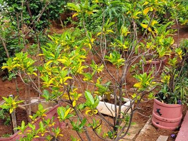 Land for sale in Dammaiguda, Telangana