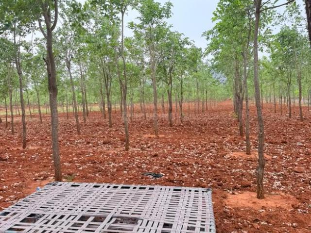 Land for sale in Donakonda, Andhra Pradesh