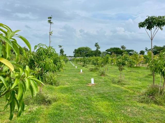 Land for sale in Annaram, Telangana