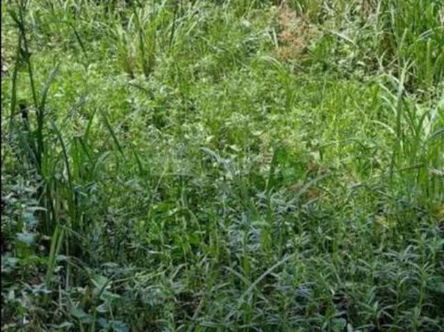 Land for sale in Laskarpur, Rajpur Sonarpur