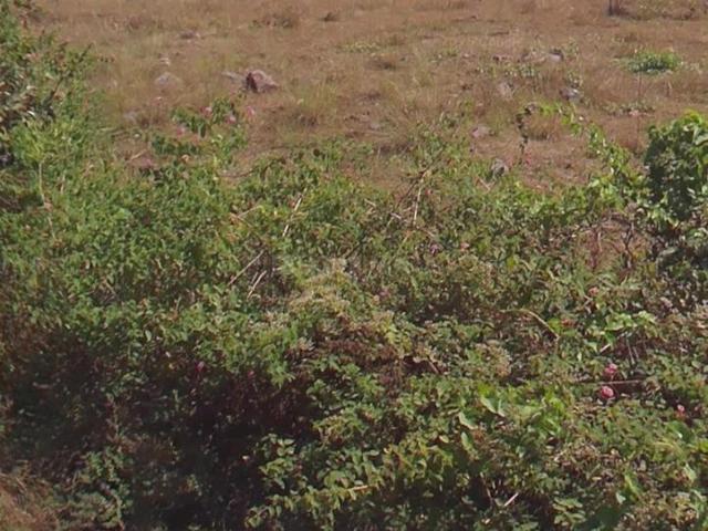 Land for sale in Bangalore South, Cox Town - Bangalore