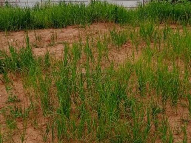 Land for sale in Hoskote, Karnataka