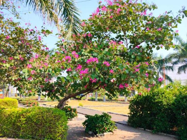 Land for sale in Madya