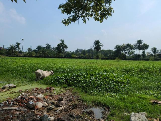 Land for sale in Joka, South 24 Parganas