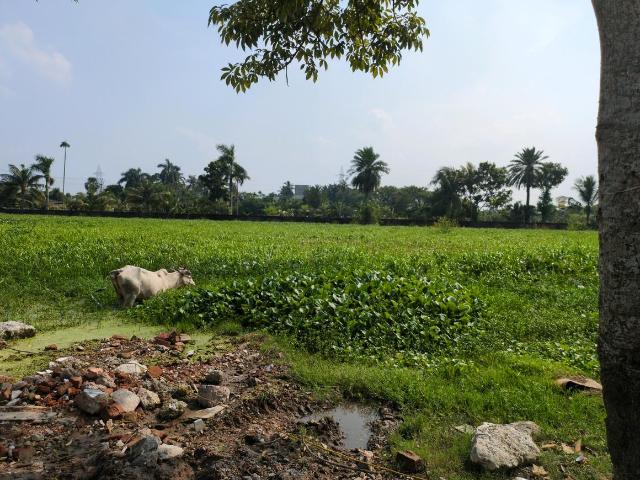 Land for sale in Joka, South 24 Parganas