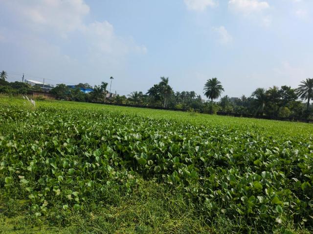 Land for sale in Joka, South 24 Parganas