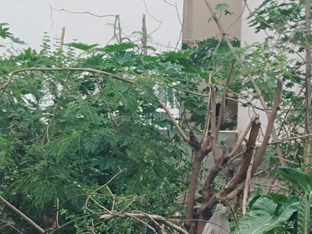 Land for sale in Bangalore South, Cox Town - Bangalore