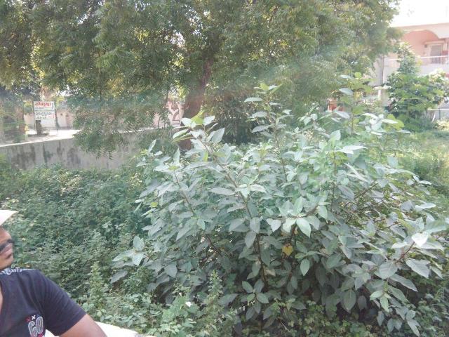 Land for sale in Tilakwada, Gujarat