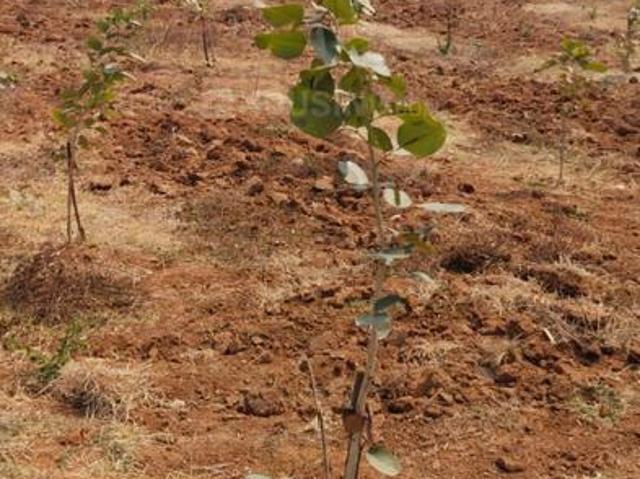Land for sale in Andhra Pradesh