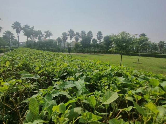 Land for sale in Kurali, Punjab