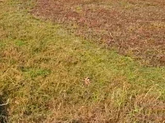 Land for sale in Bihar